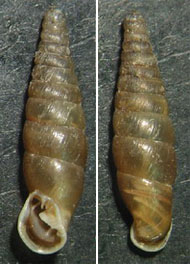 Tabella della Famiglia Clausilidae